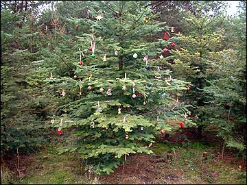 Natur-Weihnachtsbaum
